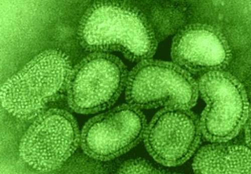 Virus H1N1 Mikroskopis